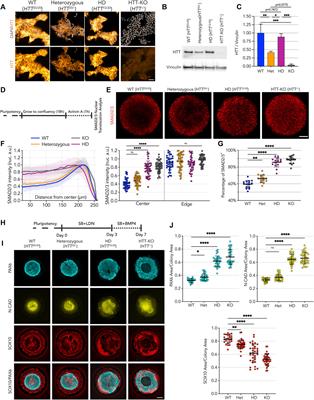 Huntingtin CAG-expansion mutation results in a dominant negative effect